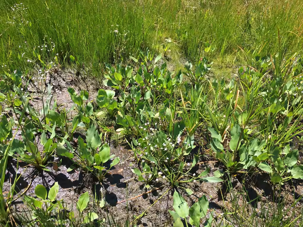 Northern water-plantain, In flower