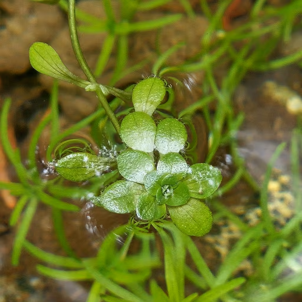 Callitriche hétérophylle, En boutons