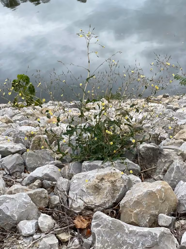 Laitue scariole, En fleurs