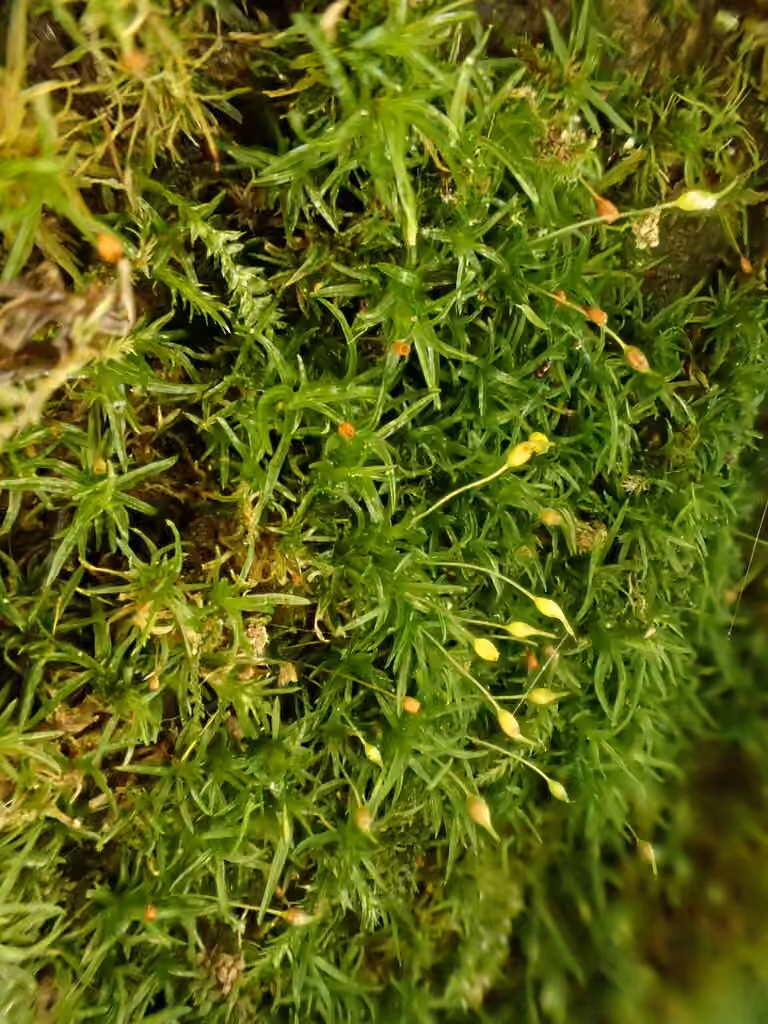 Toothed Streak-moss, photo 2 of 5