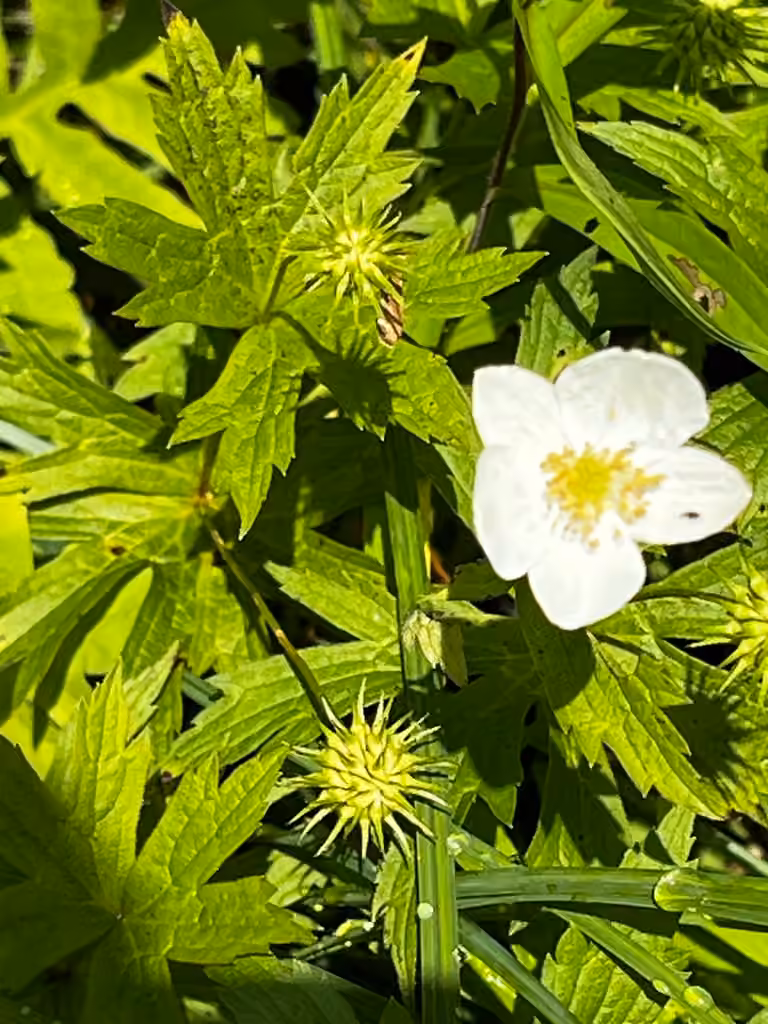 Anémone du Canada, En fleurs