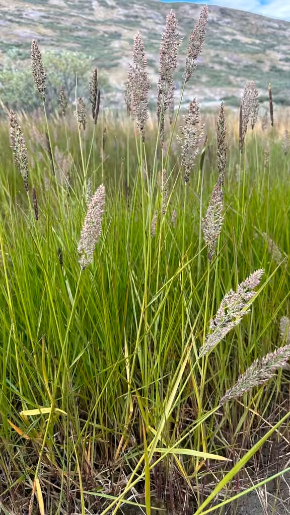 Narrow reedgrass, In flower