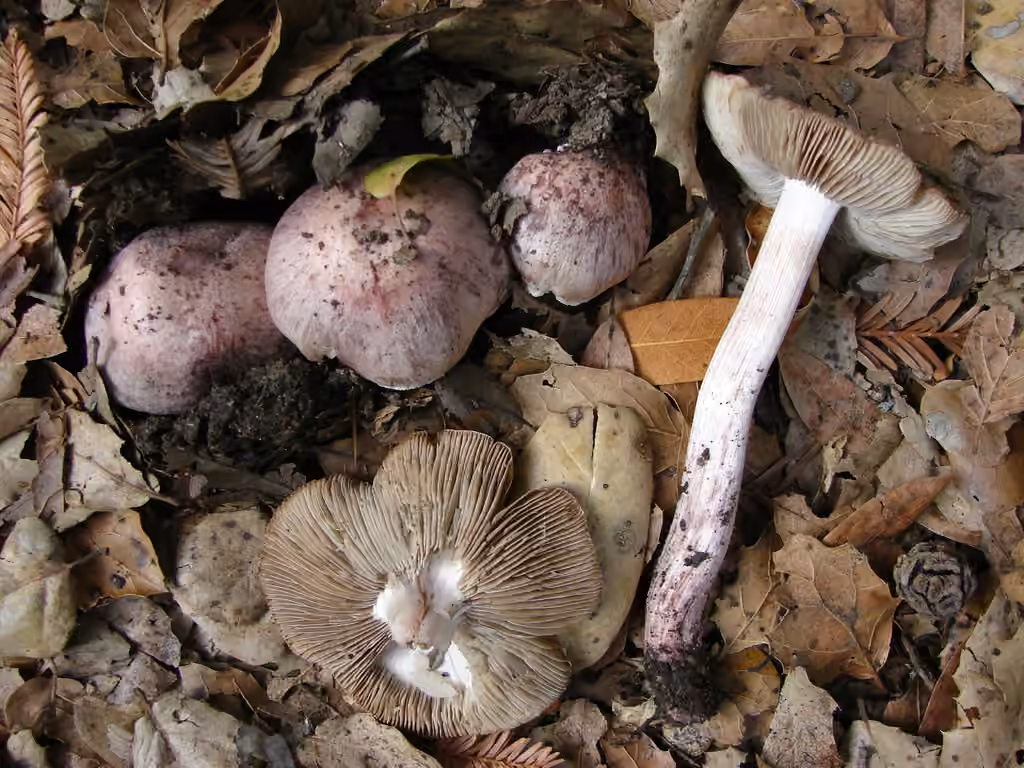 Inocybe du Jura