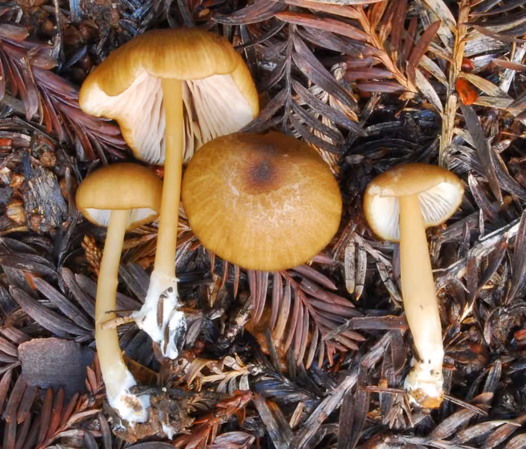 Entolome fauve, photo 3 sur 5