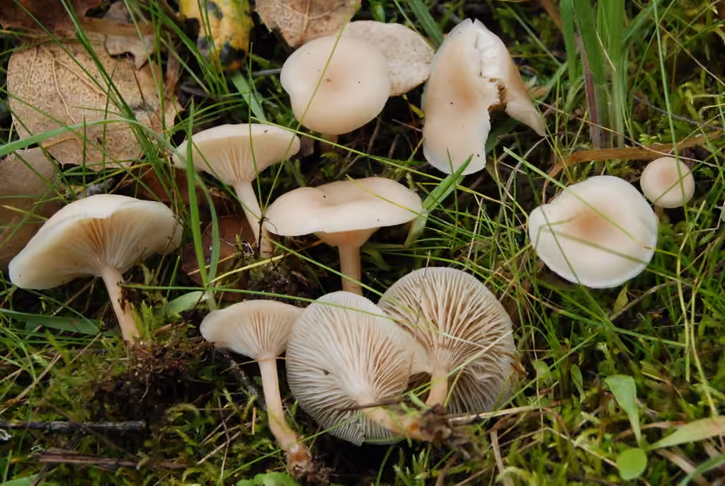 Fragrant Funnel, photo 1 of 5