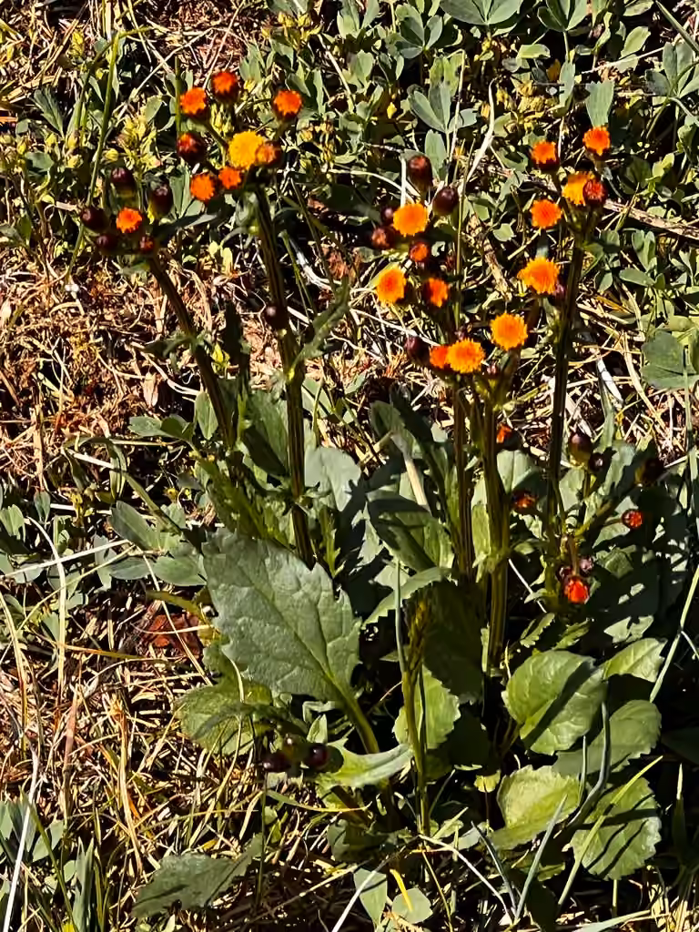 Alpine groundsel, In flower