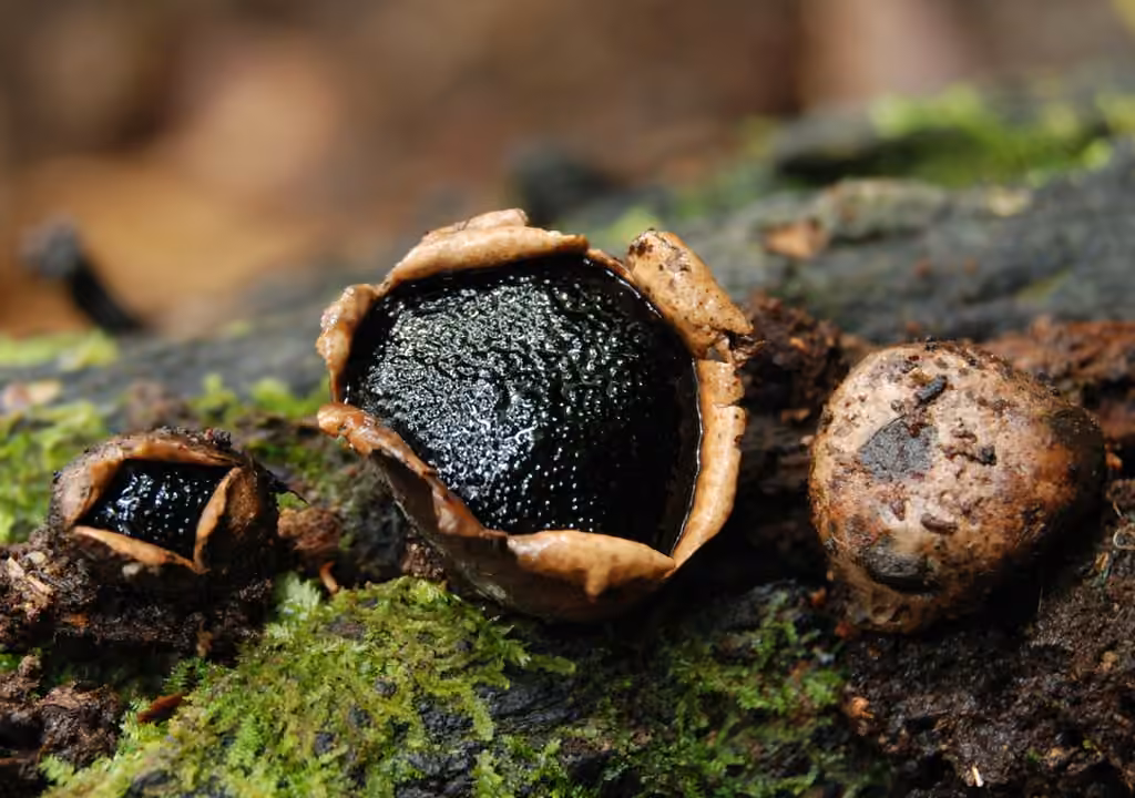 Dog's nose fungus