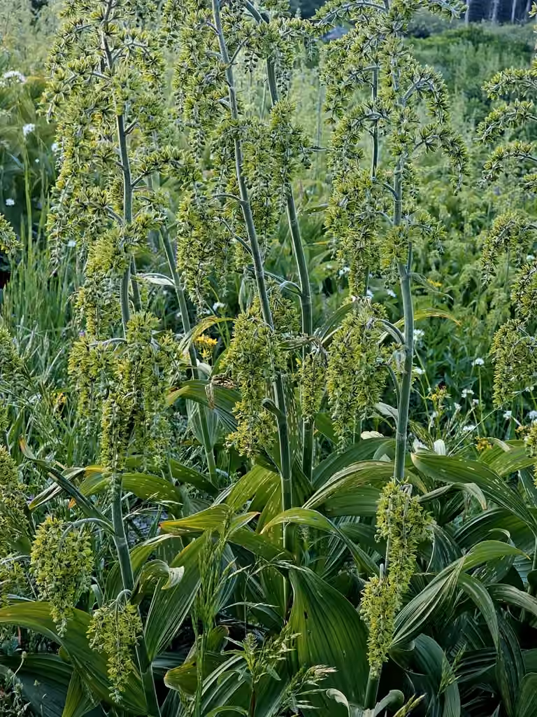 Vérâtre vert, En fleurs