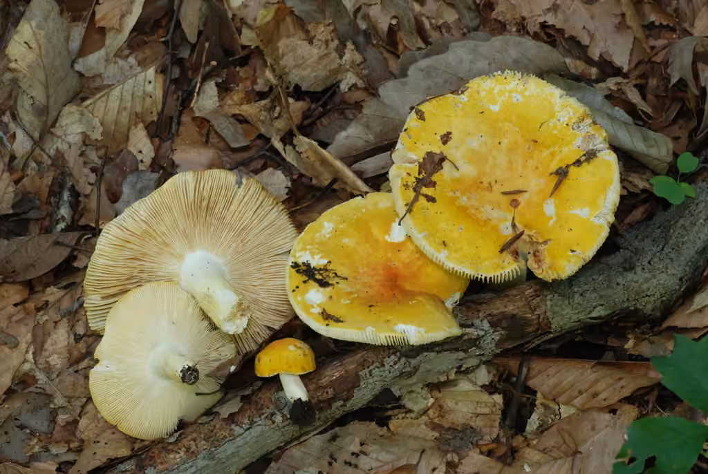 Russula ochroleucoides, photo 1 sur 5