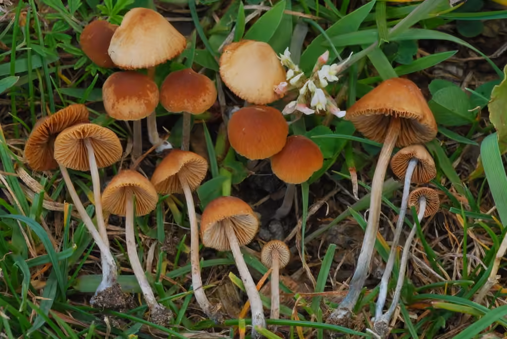 Conocybe de Smith, photo 1 sur 5