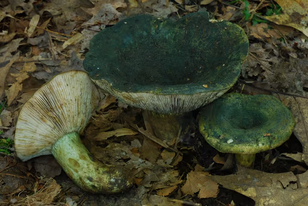 Dark-spotted milkcap, photo 1 of 5