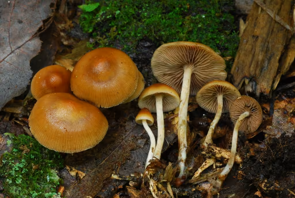 Psilocybe à pied bleu, photo 1 sur 5
