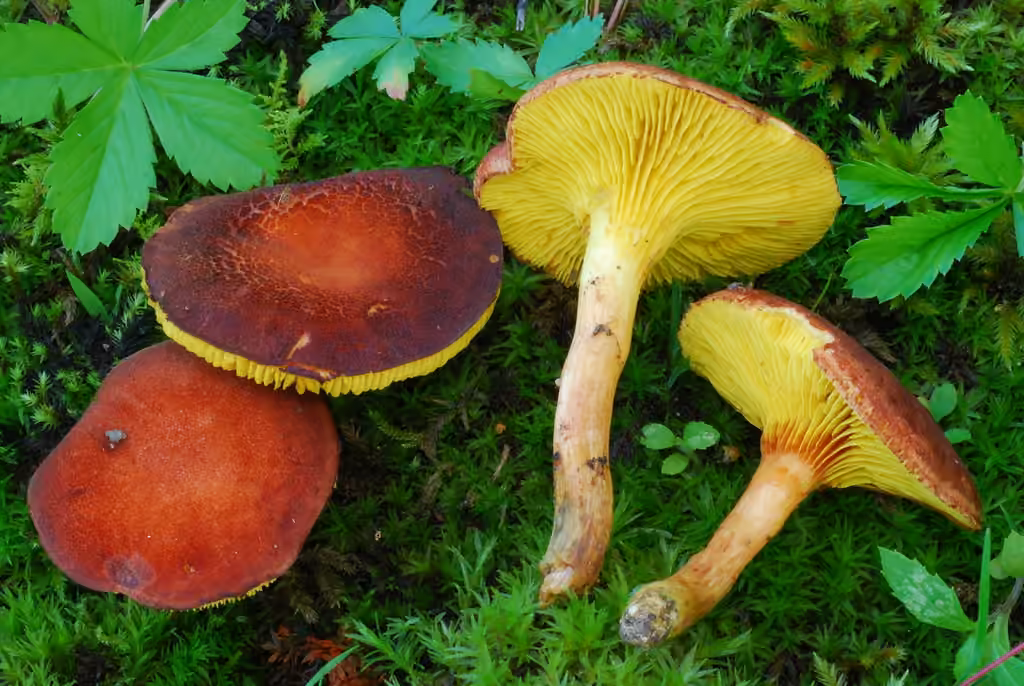 Gilled Bolete