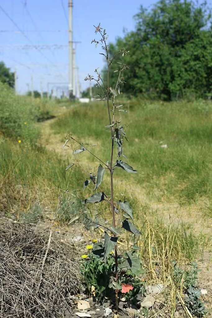 Garden orache, Flower buds