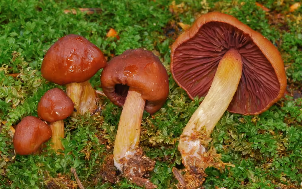 Mycena rutilantiformis, photo 1 sur 5