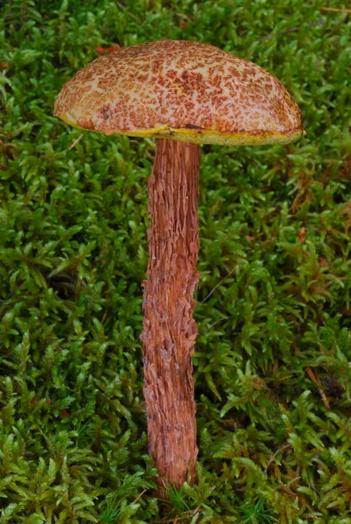 Russell's Bolete, photo 2 of 5
