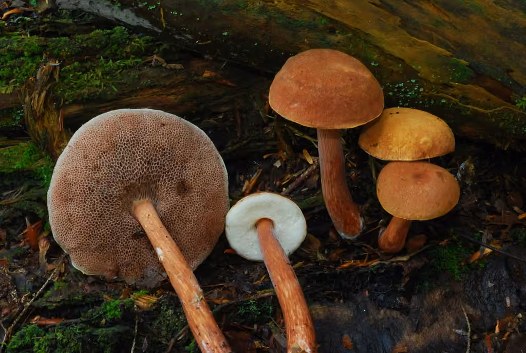 Bolet grêle, photo 1 sur 5