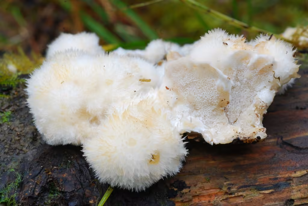 Polypore en coussinet, photo 1 sur 5