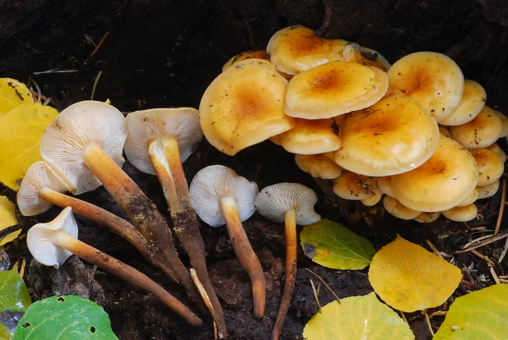 Flammulina populicola, photo 1 sur 5