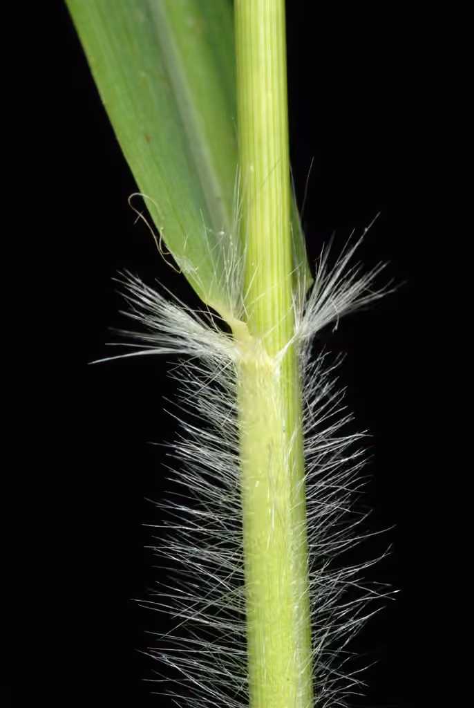 Lacegrass, photo 3 of 5