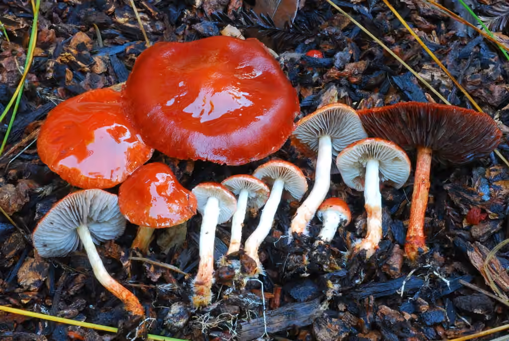 Redlead Roundhead