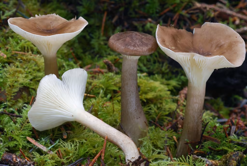 Clitocybe faux-squamuleux, photo 1 sur 5