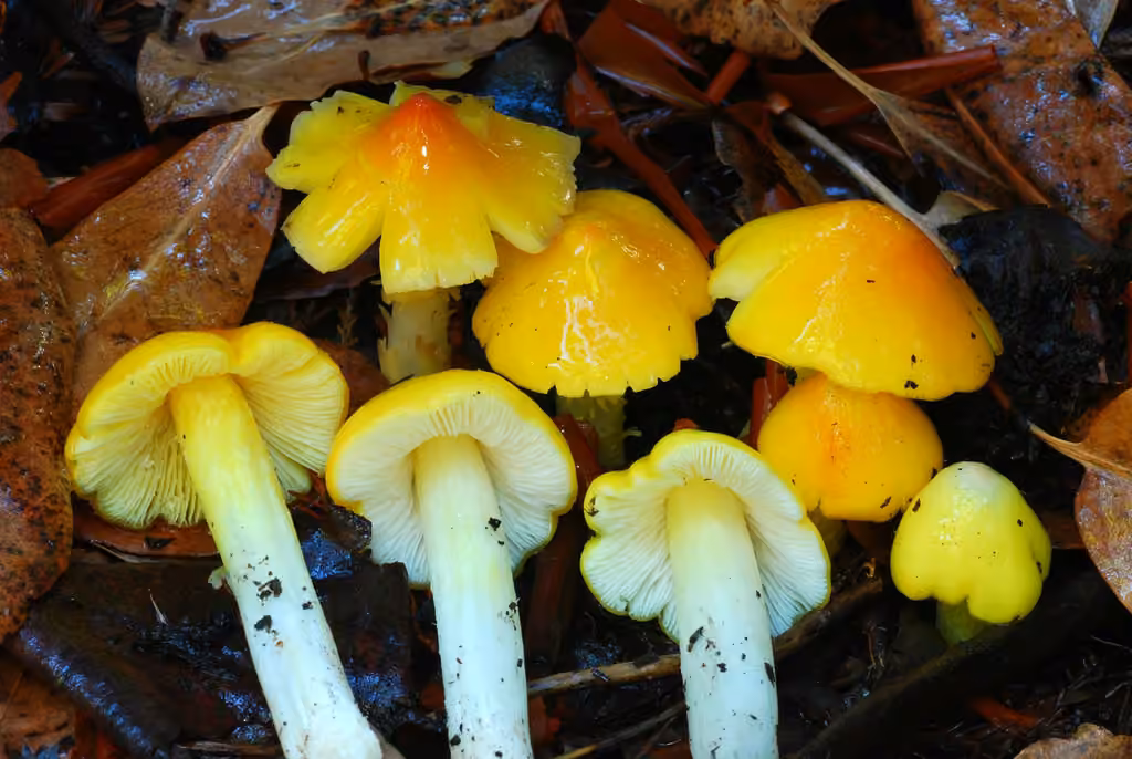 Persistent Waxcap, photo 3 of 5