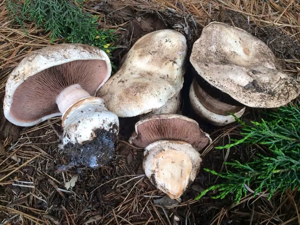Agaric des prés salés, photo 1 sur 5