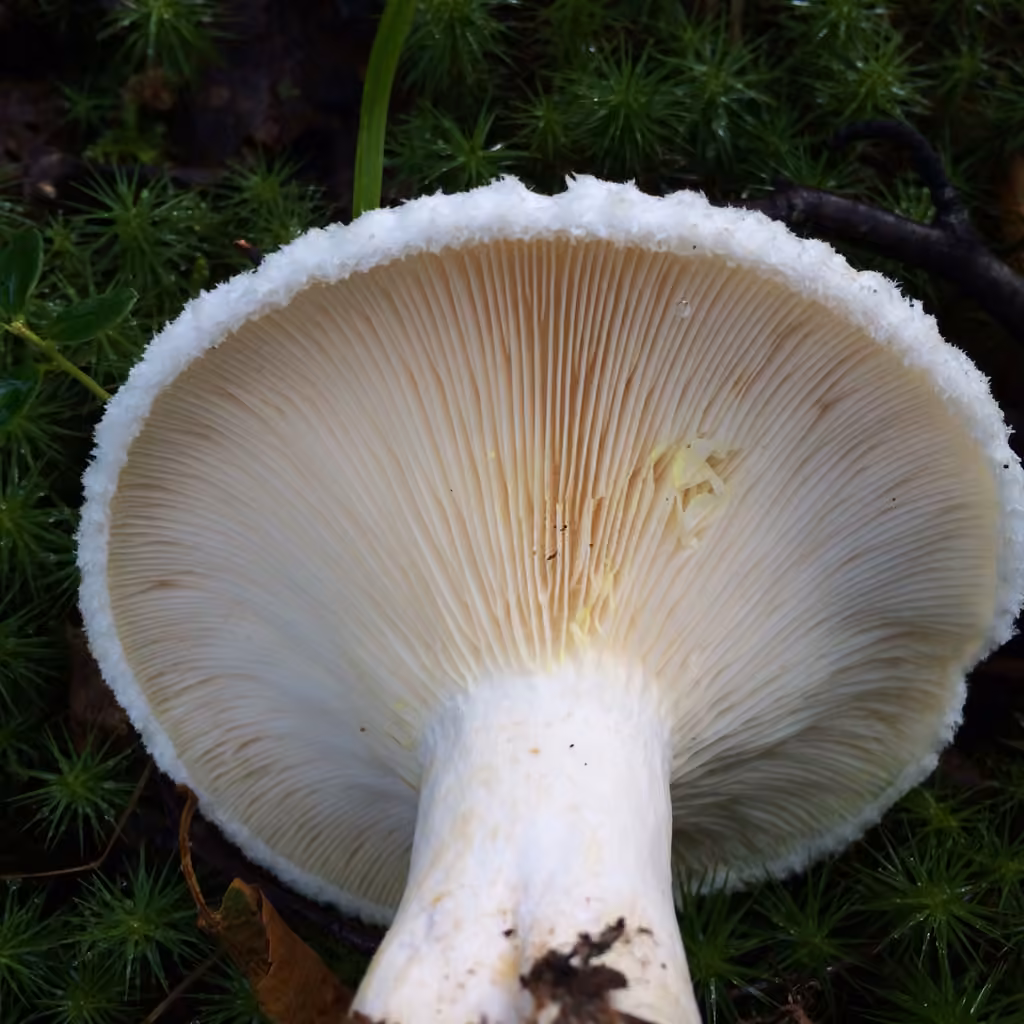Lactaire recourbé, photo 3 sur 5