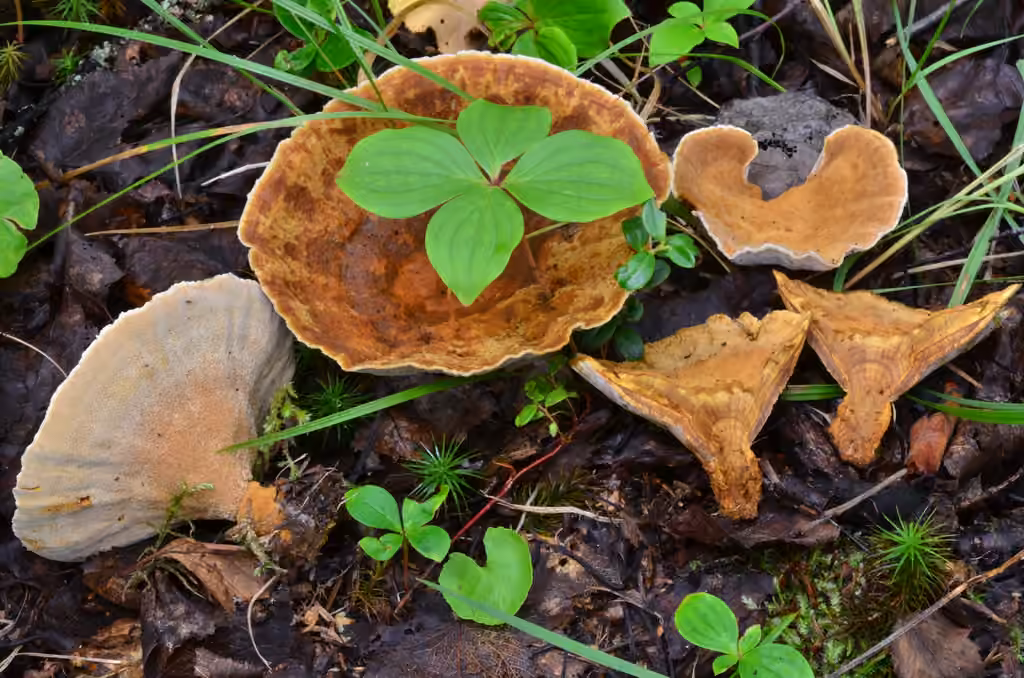 Velvet Rosette