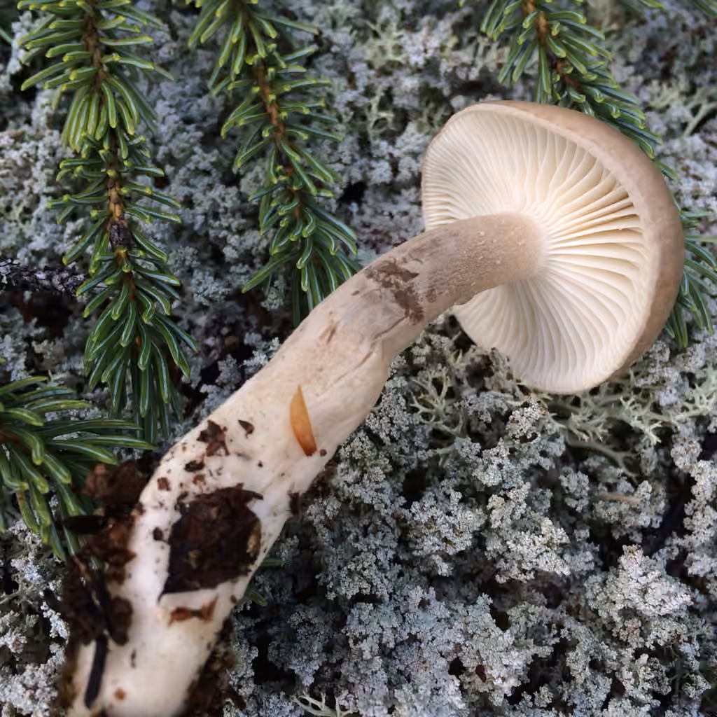 Hygrophore pustuleux, photo 3 sur 5