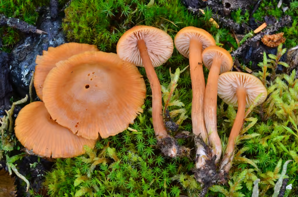 Clitocybe laqué