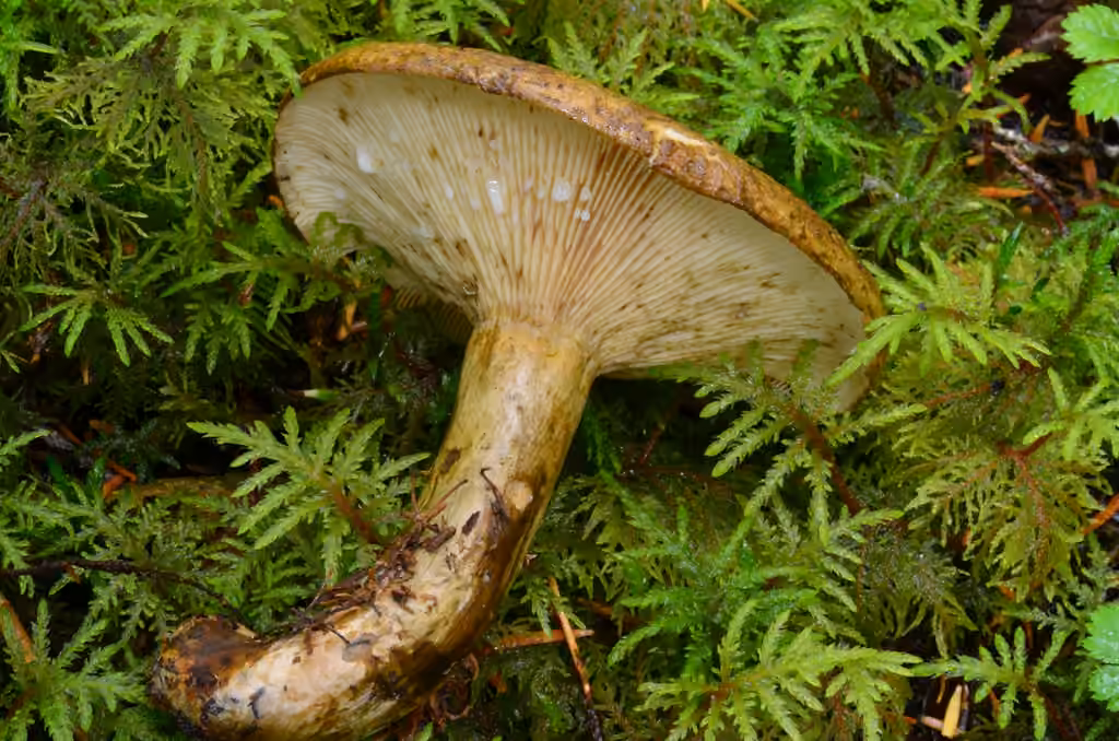 Ugly Milkcap, photo 1 of 5