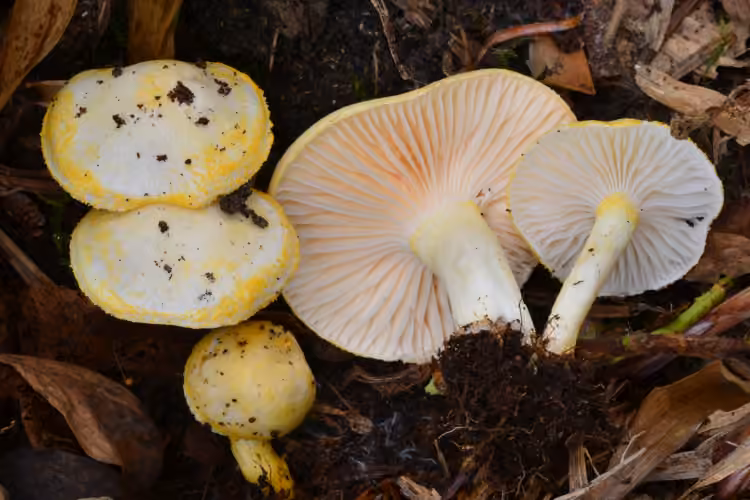 Hygrophore à dents d'or