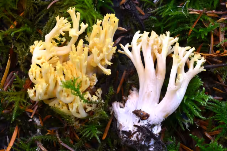 Ramaria cystidiophora, photo 1 sur 5