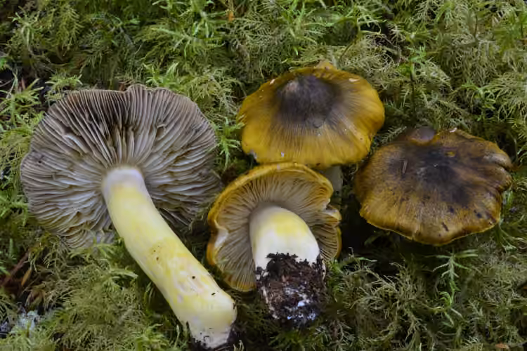 Tricholome faux-sejunctum, photo 1 sur 5