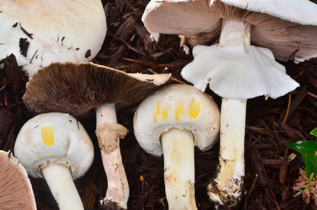 Agaric jaunissant, photo 3 sur 5