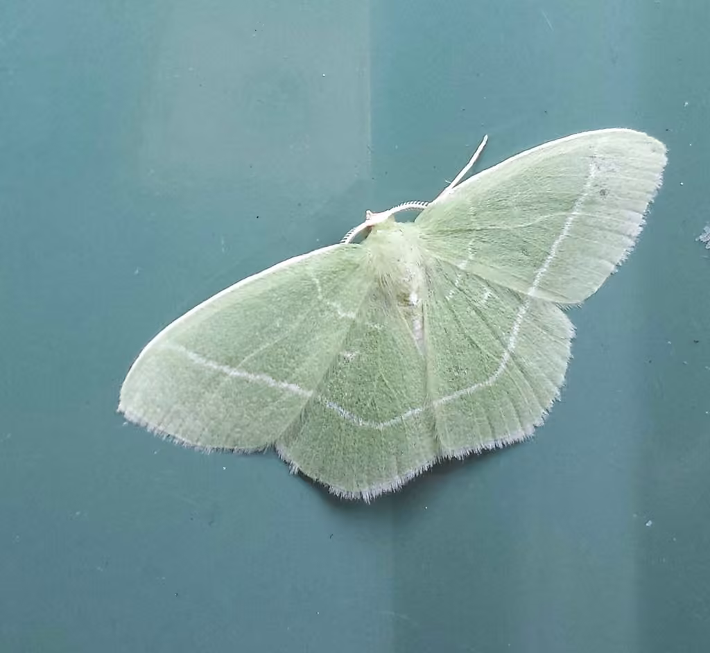 Géomètre vert, photo 1 sur 5