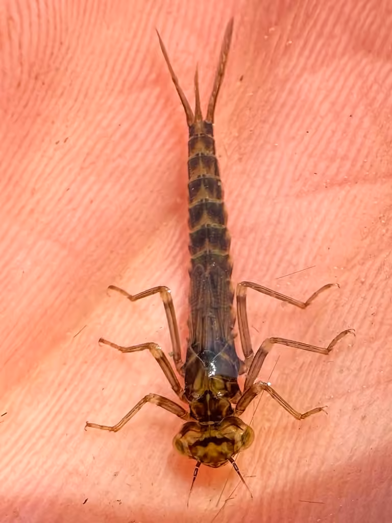 Agrion Vertical, Nymphe