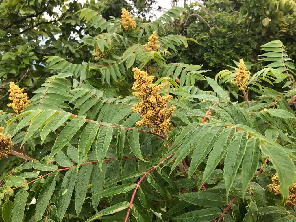 Sumac vinaigrier
