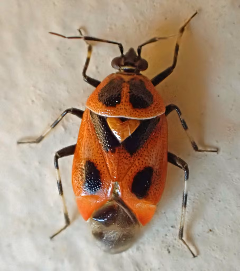 Deraeocoris histrio, Adulte