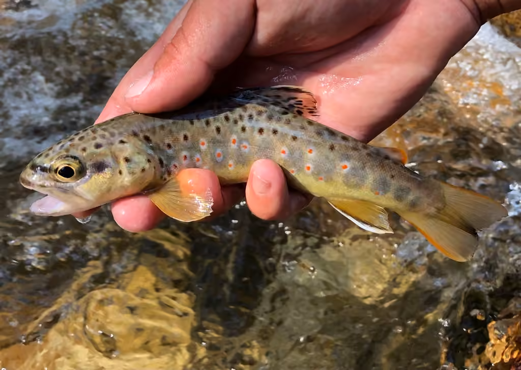 Brown Trout, Juvenile
