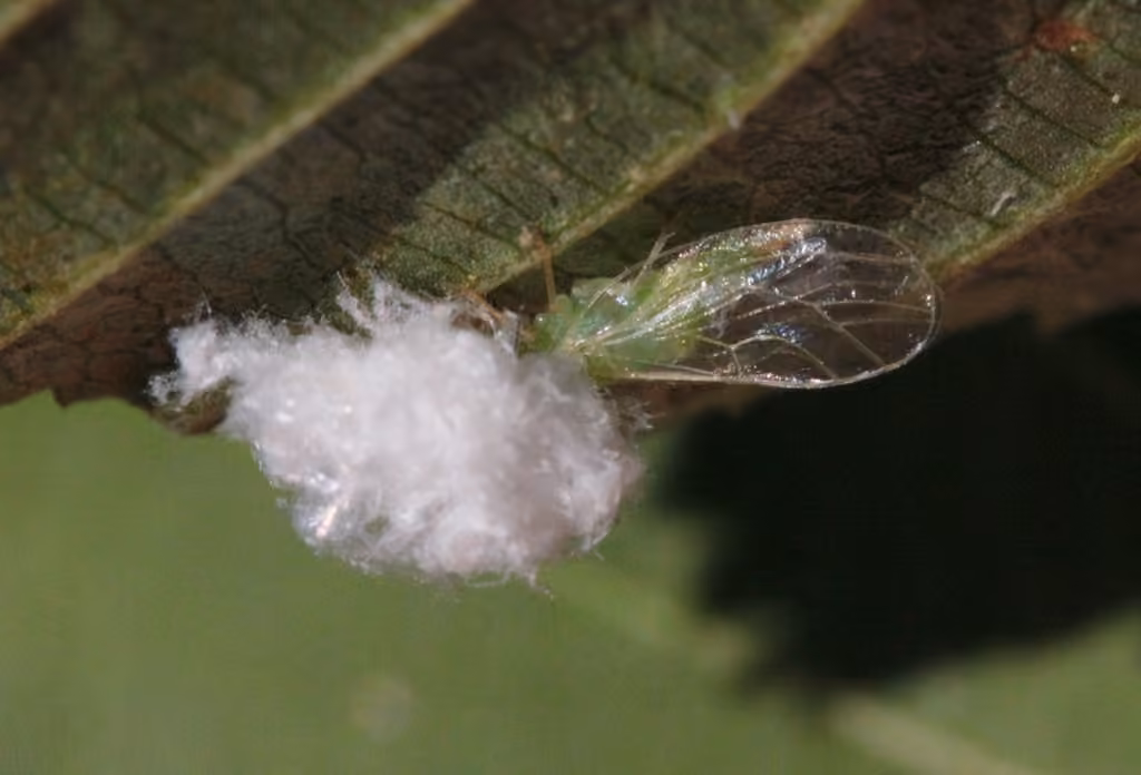 Cottony Alder Psyllid