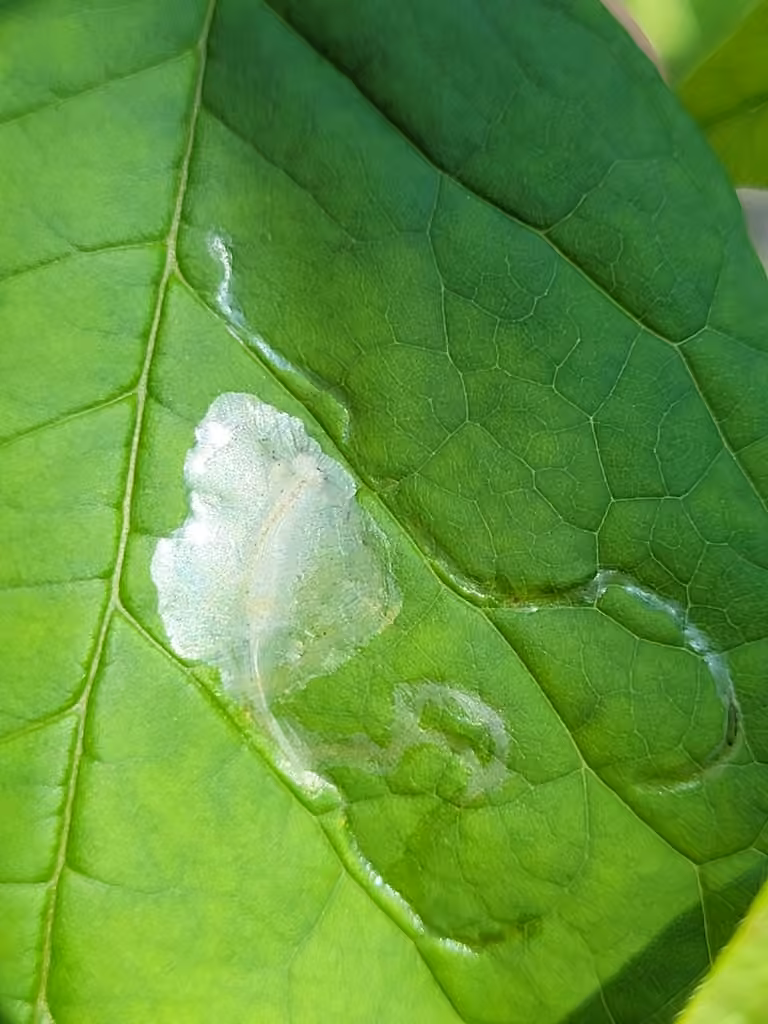 Ash Leaf Cone Roller, Caterpillar