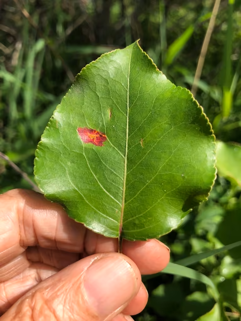 Poplar Rust, photo 2 of 5