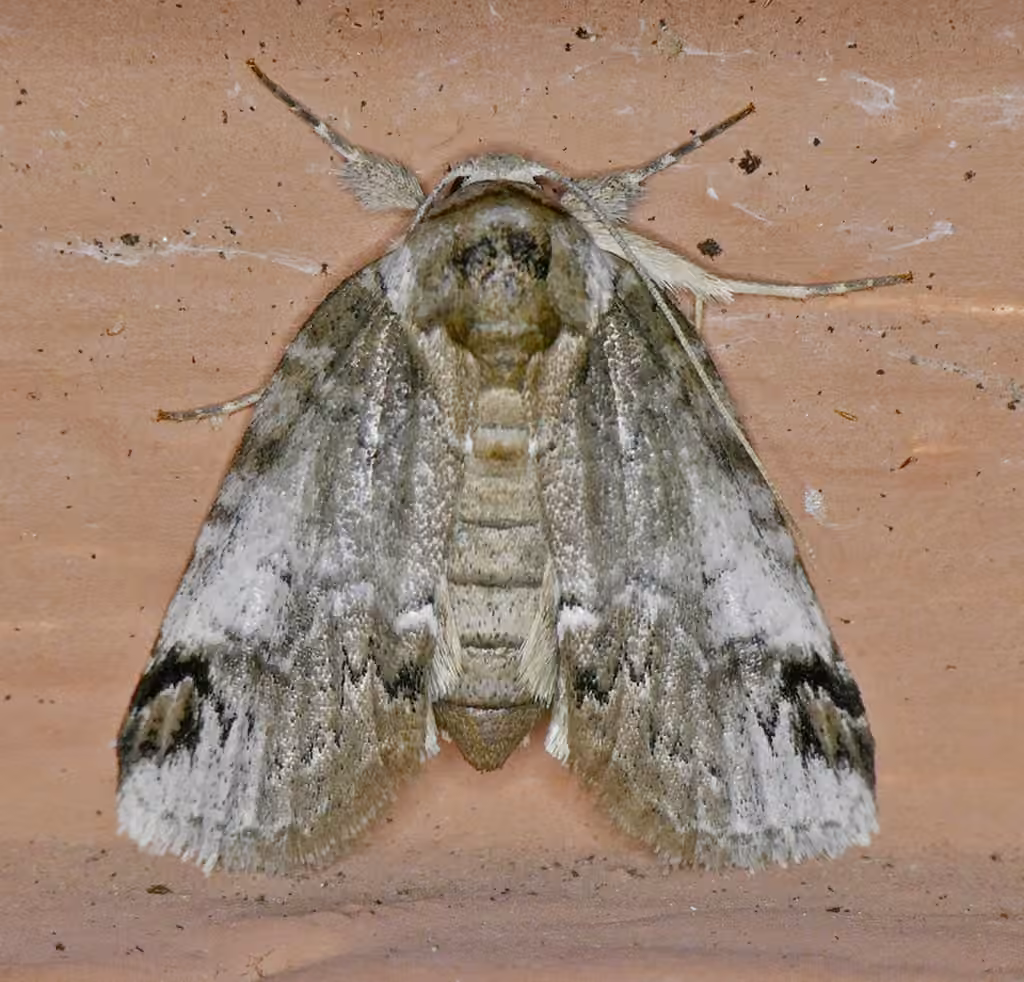 Sleeping Baileya Moth, Adulte