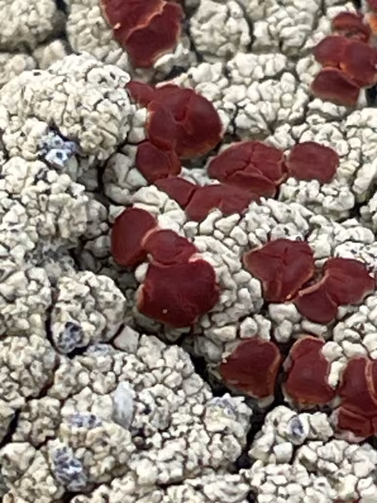 Alpine Bloodspot Lichen, photo 2 of 5