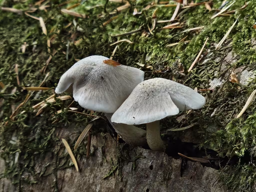 Pluteus leucoborealis, photo 3 of 5