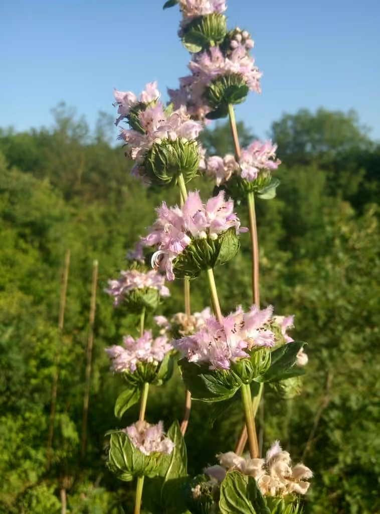 Candypink Torchwort, photo 3 of 5