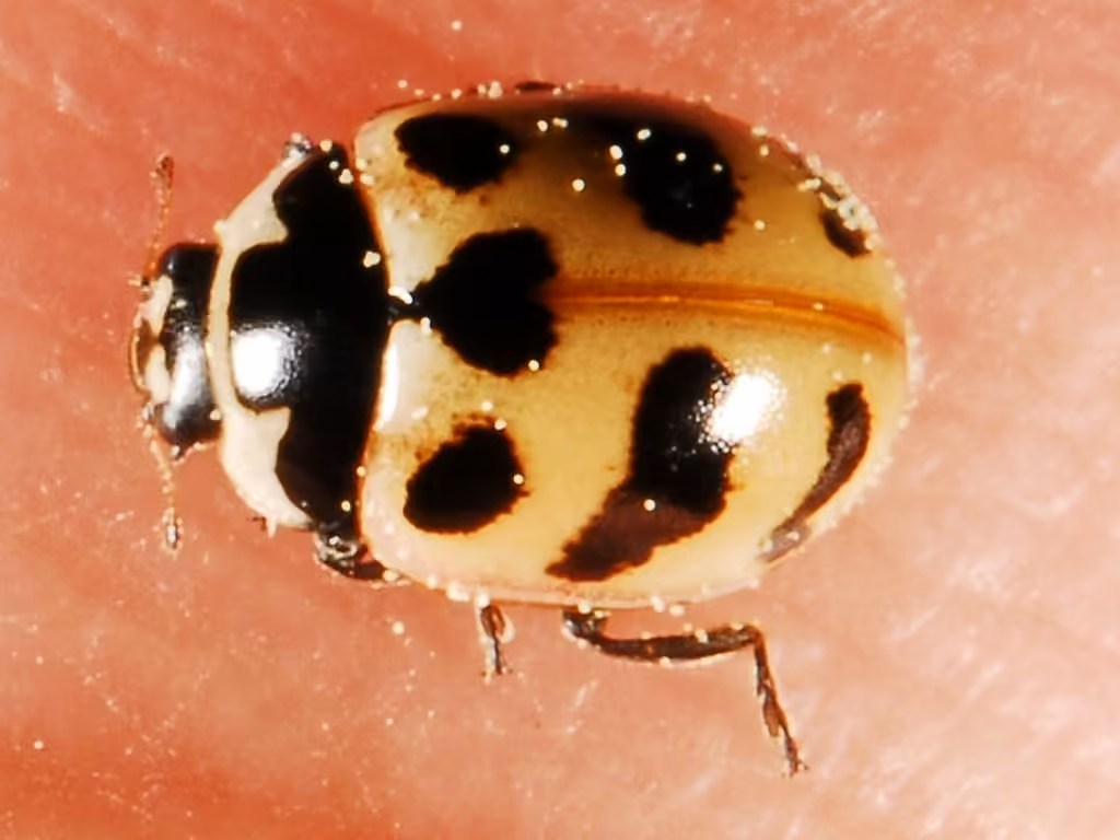 Coccinelle à trois bandes, Adulte